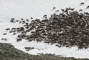 Image showing Herd of reindeers