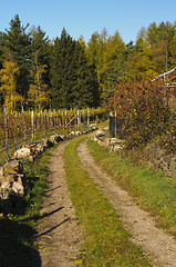 Image showing Country road in Autumn