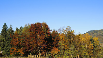 Image showing Treetops in Autumn against the blue sky