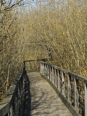 Image showing Walking path in the forest