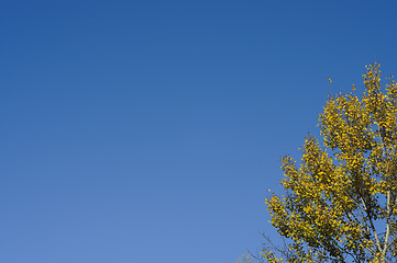 Image showing Treetop in Autumn against the clear blue sky