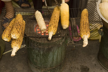 Image showing Corn