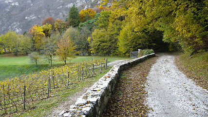 Image showing Country road in Autumn