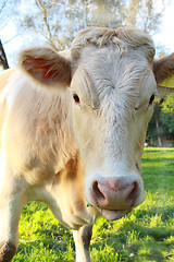 Image showing cow on pasture