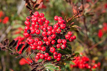 Image showing Rowanberry 