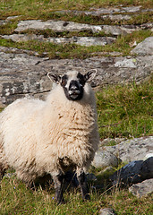 Image showing Rutting sheep 