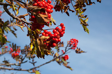 Image showing Rowanberry 