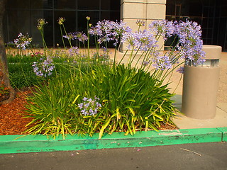 Image showing Agapanthus Flowers