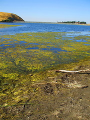 Image showing Green Algae