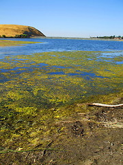 Image showing Green Algae