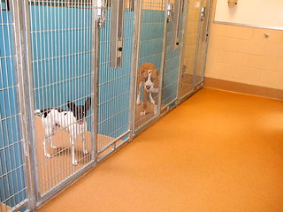 Image showing Animal Shelter Dogs