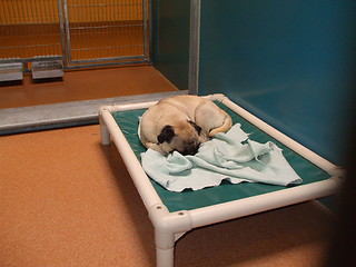 Image showing Animal Shelter Dog