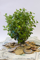 Image showing Plant growing in coins