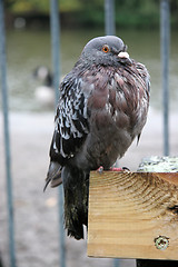 Image showing Pigeon in the Rain