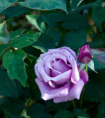 Image showing purple rose
