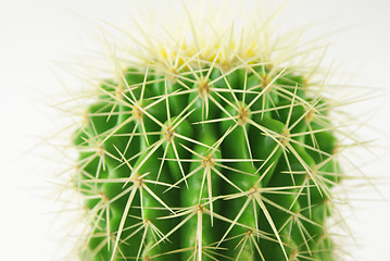 Image showing cactus Closeup