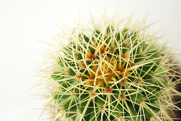 Image showing cactus Closeup