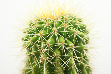 Image showing cactus Closeup