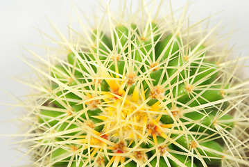 Image showing cactus Closeup