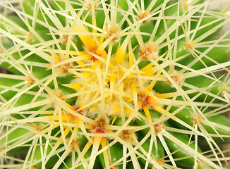 Image showing cactus Closeup