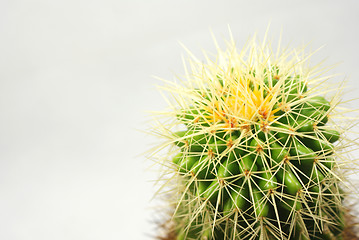 Image showing cactus Closeup