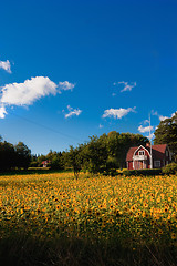 Image showing summer meadow