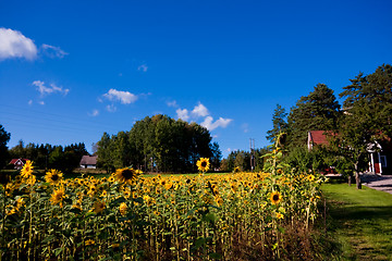 Image showing summer meadow