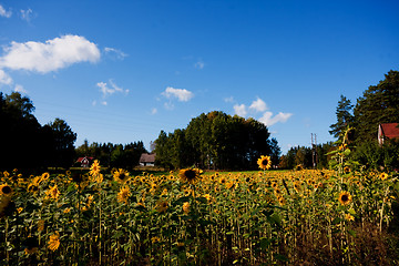 Image showing summer meadows