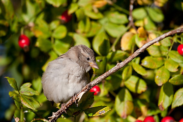 Image showing house sparrow