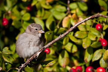 Image showing house sparrow