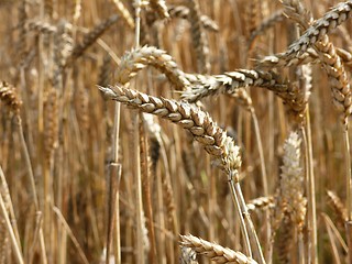 Image showing Wheat