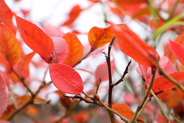 Image showing Red leaves
