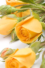 Image showing yellow flowers