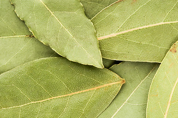 Image showing bay leaves