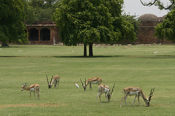 Image showing Herd of blackbuck antelopes on a field in Sikandra, India