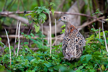 Image showing pheasant