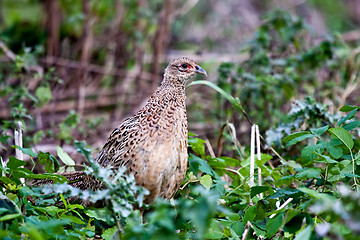 Image showing pheasant