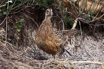 Image showing pheasant