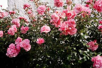 Image showing pink roses