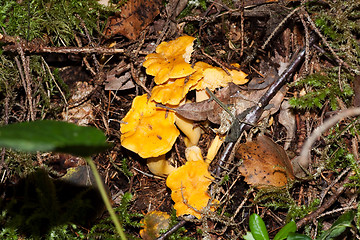 Image showing chanterelles