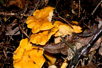 Image showing chanterelles