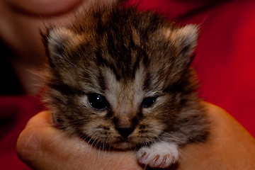 Image showing small kitten