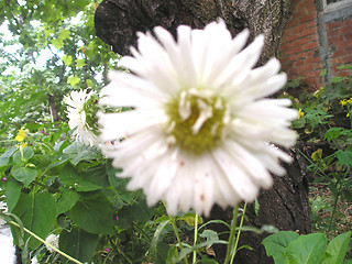 Image showing Camomile