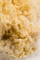 Image showing natural sponge with foam