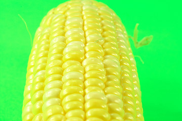 Image showing Ear of corn. 