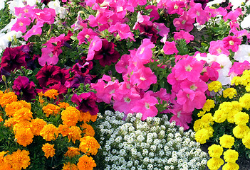 Image showing Flower carpet 