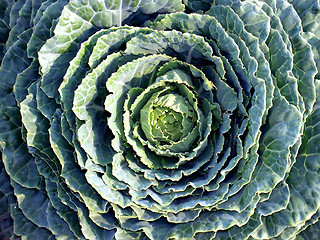 Image showing Cabbage flower 