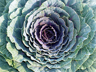 Image showing Red cabbage flower