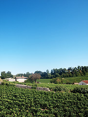 Image showing Vineyard