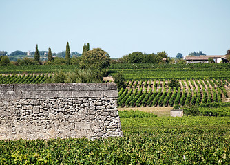 Image showing Wall in vineyard